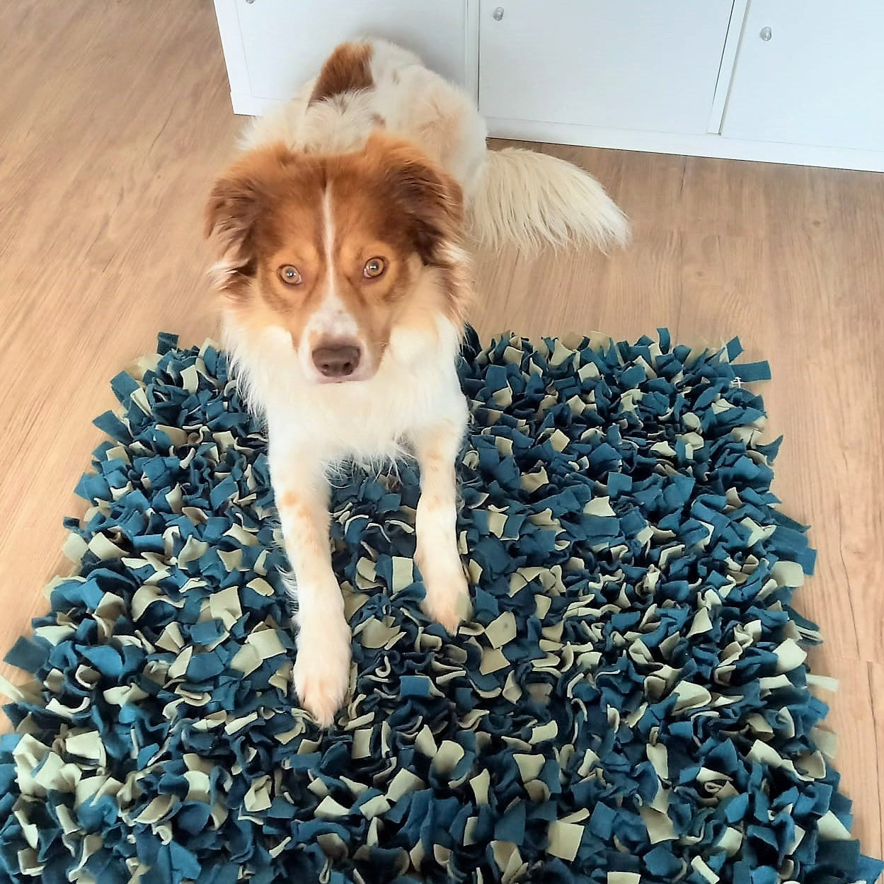 Der Hund liegt auf dem Schnüffelteppich und wartet auf die Beschäftigung zuhause. Eine Schnüffelmatte lastet aus und macht müde und glücklich