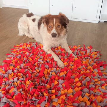 Hund liegt auf einem großen bunten Schnüffeleppich. Er ist dich geknüpft und optimal für mentale Auslastung und Beschäftigung zuhause